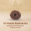 Rameshwaram Siddh Nepal Origin 14 Mukhi Rudraksha - 17mm¬†to¬†22mm | VastuKosha by Acharya Anuj