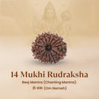 Rameshwaram Siddh Nepal Origin 14 Mukhi Rudraksha - 17mm¬†to¬†22mm | VastuKosha by Acharya Anuj