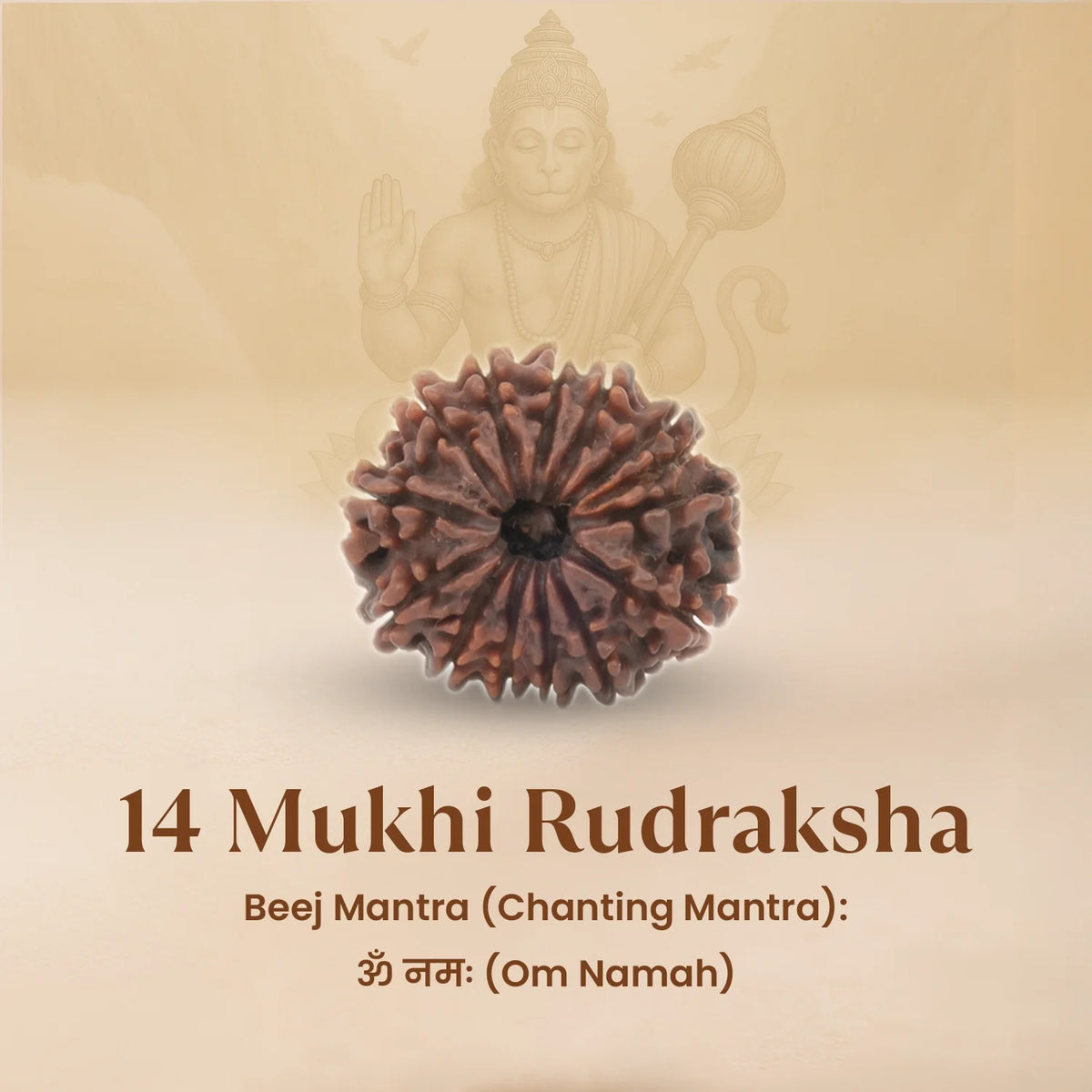 Rameshwaram Siddh Nepal Origin 14 Mukhi Rudraksha - 17mm¬†to¬†22mm | VastuKosha by Acharya Anuj