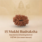 Rameshwaram Siddh Nepal Origin 15 Mukhi Rudraksha - 17mm¬†to¬†22mm | VastuKosha by Acharya Anuj