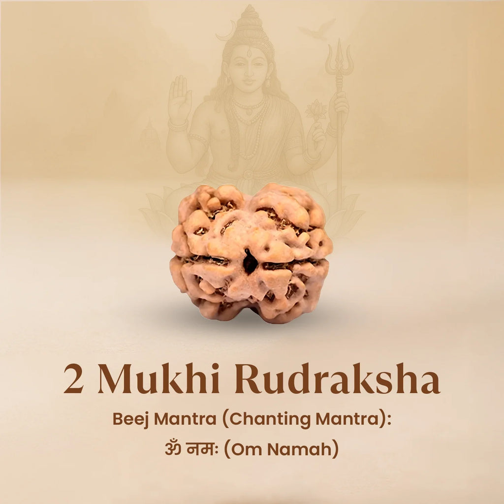 Rameshwaram Siddh Nepal Origin 2 Mukhi Rudraksha - 17mm¬†to¬†22mm | VastuKosha by Acharya Anuj