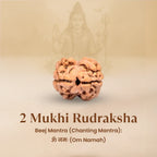 Rameshwaram Siddh Nepal Origin 2 Mukhi Rudraksha - 17mm¬†to¬†22mm | VastuKosha by Acharya Anuj