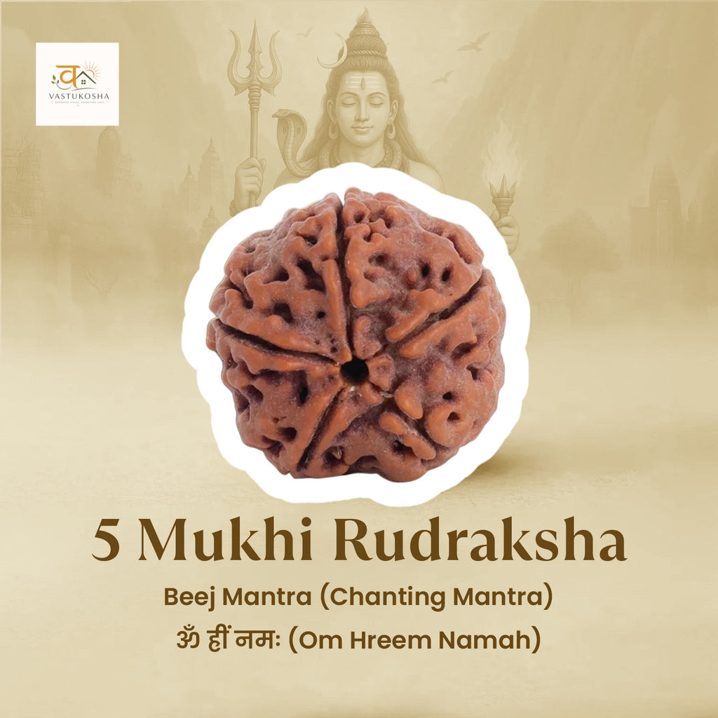 5 Mukhi Rudraksha Combo   | VastuKosha by Acharya Anuj