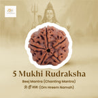 5 Mukhi Rudraksha Combo   | VastuKosha by Acharya Anuj