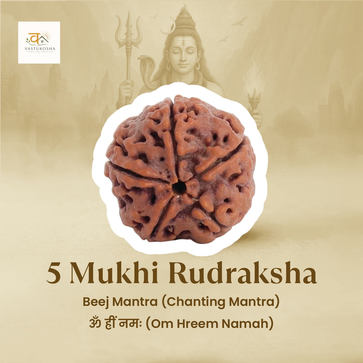 5 Mukhi Rudraksha Combo   | VastuKosha by Acharya Anuj