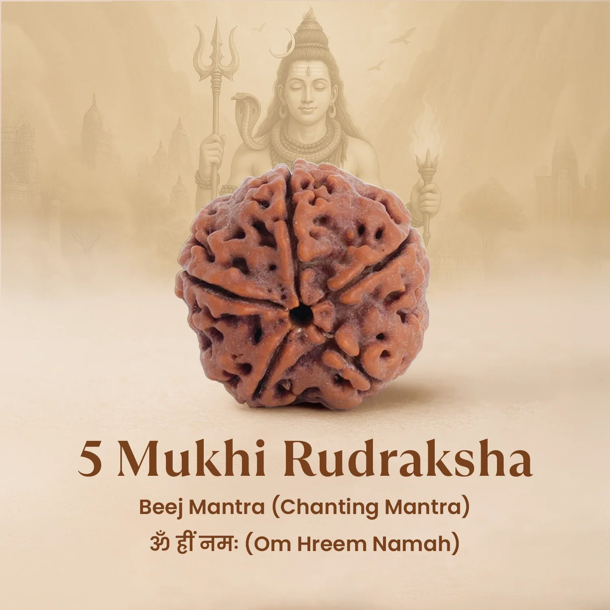 Nepal Origin 5 Mukhi Rudraksha - 17mm¬†to¬†22mm  | VastuKosha by Acharya Anuj