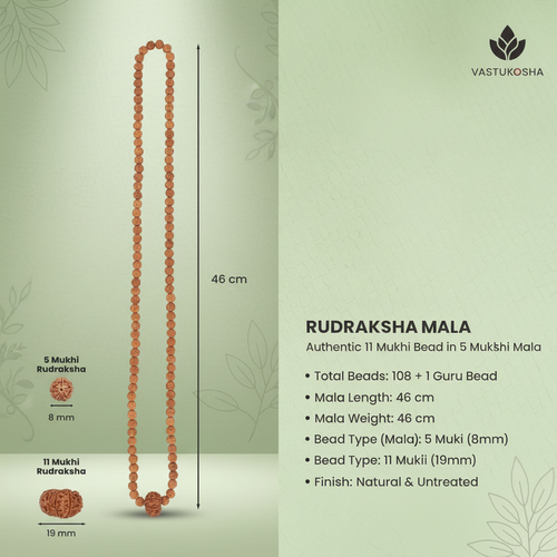 11 Mukhi Rudraksha Bead in 5 Mukhi Rudraksha Mala | VastuKosha by Acharya Anuj