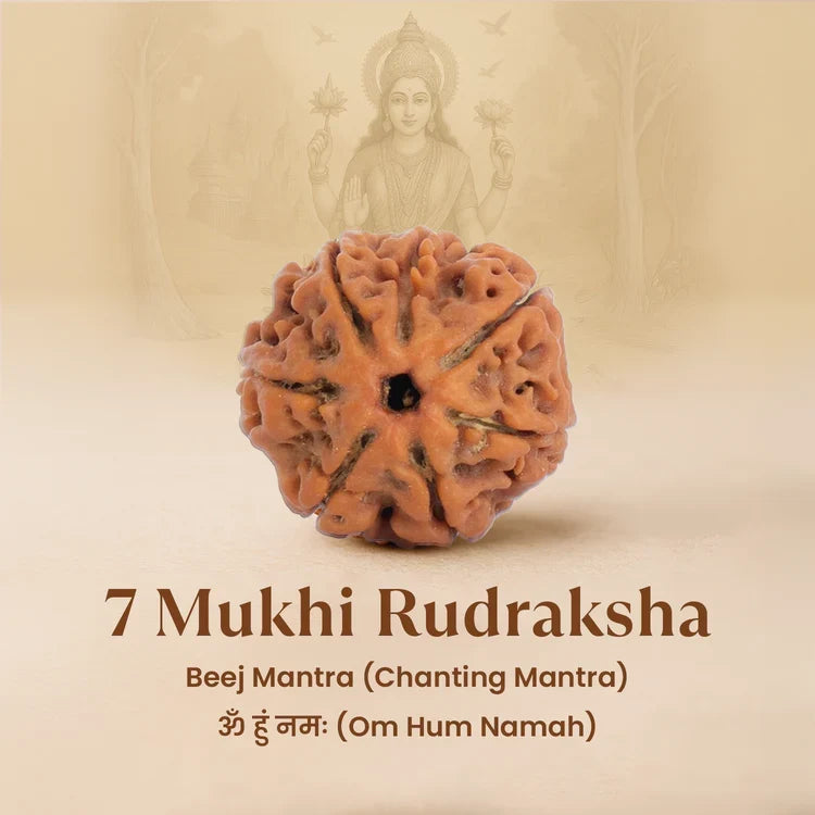 7 Mukhi Rudraksha Combo | VastuKosha by Acharya Anuj