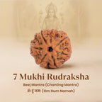 7 Mukhi Rudraksha Combo | VastuKosha by Acharya Anuj