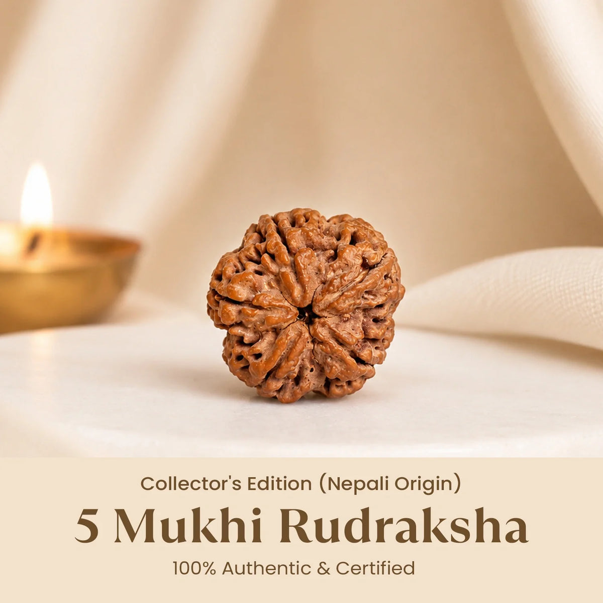 Collector's Edition 5 Mukhi Rudraksha (Nepali Origin) | VastuKosha by Acharya Anuj