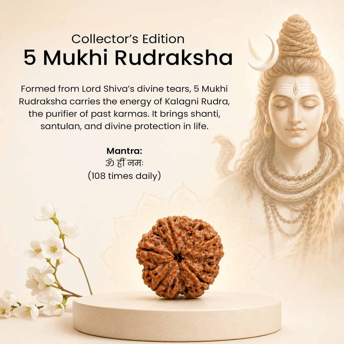 Collector's Edition 5 Mukhi Rudraksha (Nepali Origin) | VastuKosha by Acharya Anuj