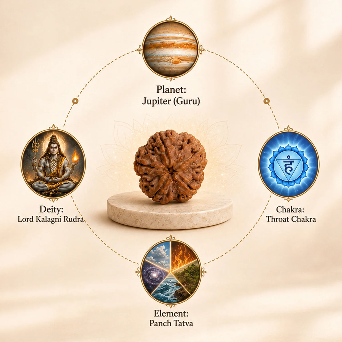 Collector's Edition 5 Mukhi Rudraksha (Nepali Origin) | VastuKosha by Acharya Anuj