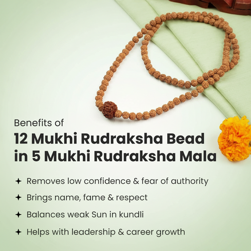 12 Mukhi Rudraksha Bead in 5 Mukhi Rudraksha Mala  | VastuKosha by Acharya Anuj