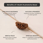 VASTUKOSHA 1 Mukhi Rudraksha bead in natural Kaju shape with spiritual benefits text overlay on a cream background