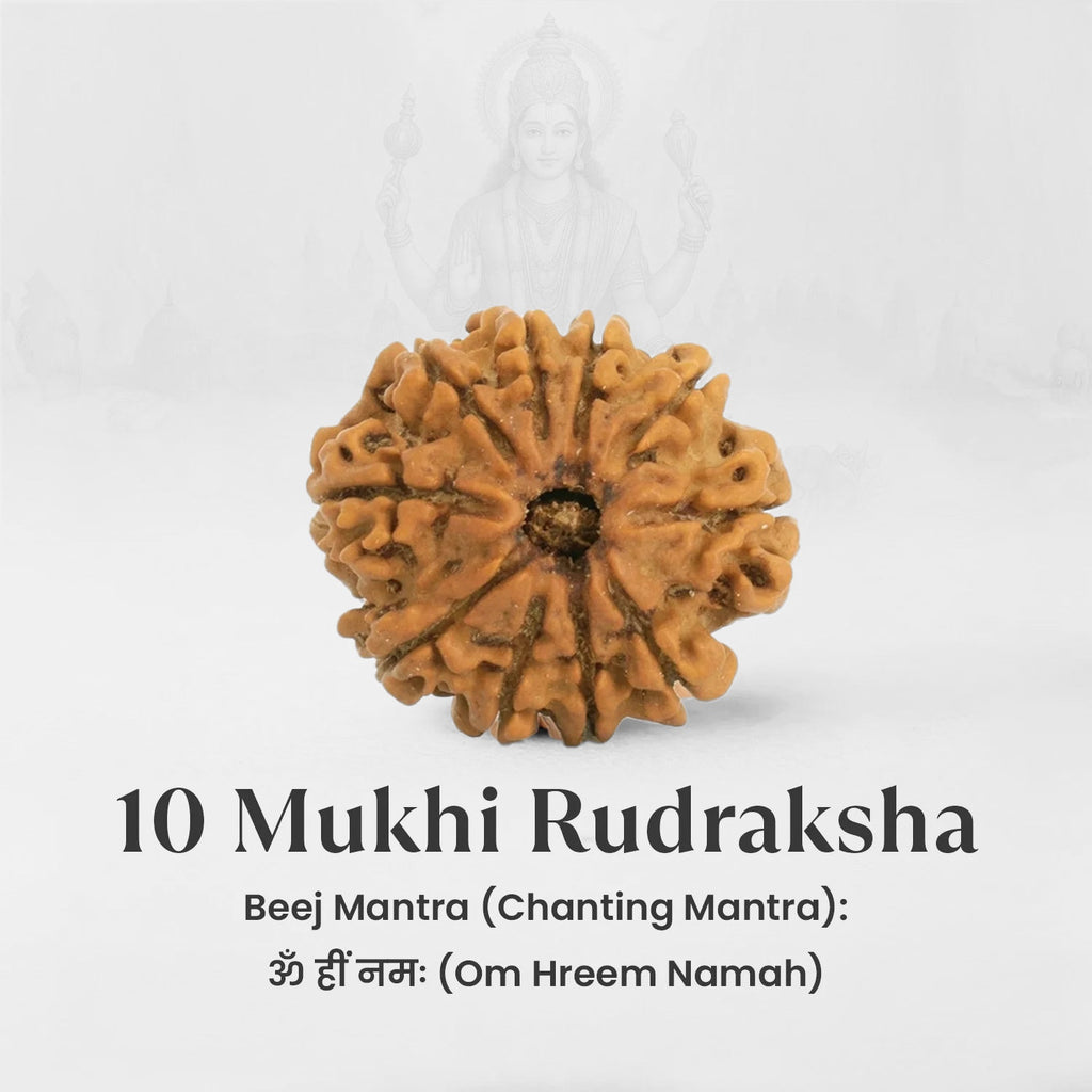 VASTUKOSHA 10 Mukhi Nepal origin Rudraksha bead with natural brown texture and distinct faces for spiritual practice
