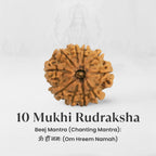 VASTUKOSHA 10 Mukhi Nepal origin Rudraksha bead with natural brown texture and distinct faces for spiritual practice