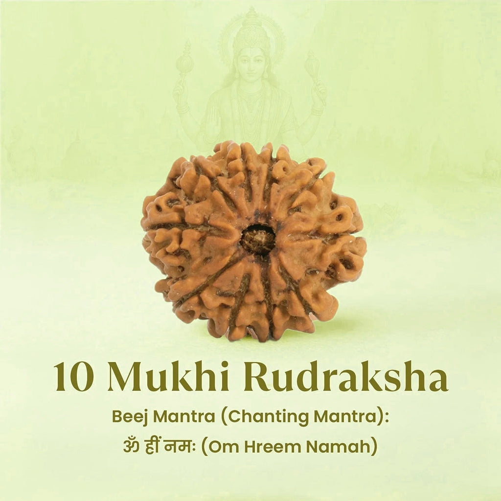 VASTUKOSHA 10 Mukhi Nepal origin Rudraksha bead with natural texture for spiritual meditation and prayer