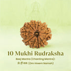 VASTUKOSHA 10 Mukhi Nepal origin Rudraksha bead with natural texture for spiritual meditation and prayer