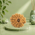 VASTUKOSHA 10 Mukhi Nepal origin Rudraksha bead with natural textured surface resting on a soft grey cloth