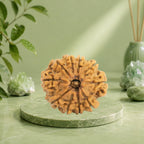 VASTUKOSHA 10 Mukhi Nepal origin Rudraksha bead with natural textured surface resting on a soft grey cloth