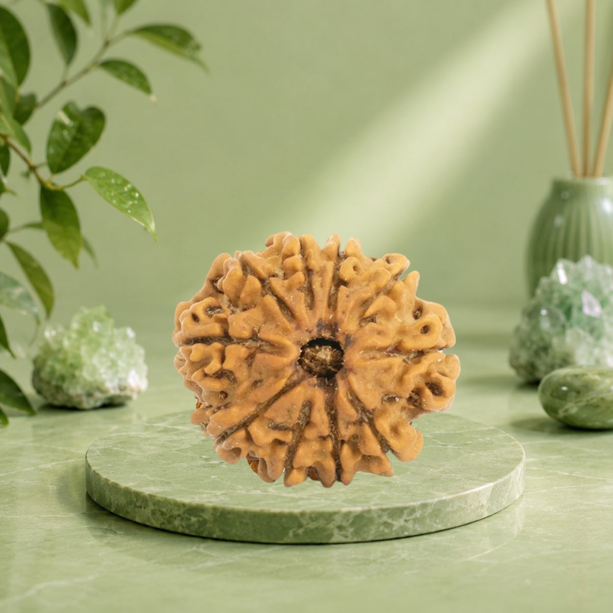 VASTUKOSHA 10 Mukhi Nepal origin Rudraksha bead with natural textured surface resting on a soft grey cloth