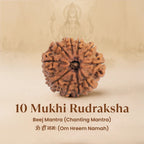 VASTUKOSHA 10 Mukhi Rudraksha bead from Nepal with natural deep brown texture and distinct ten faces for meditation