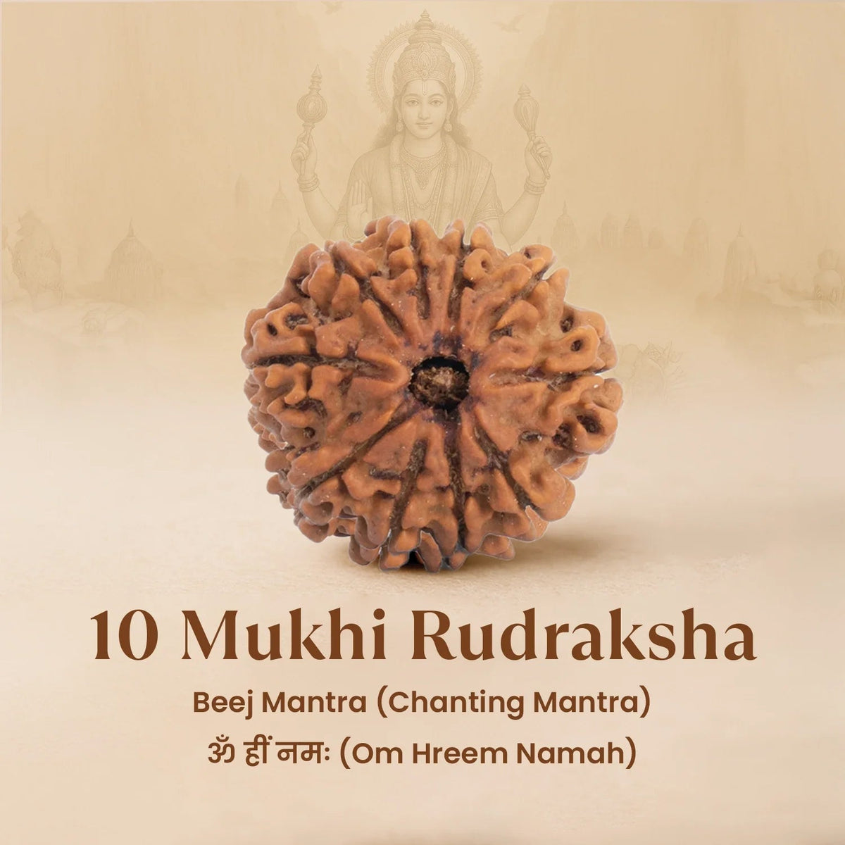 VASTUKOSHA 10 Mukhi Rudraksha bead from Nepal with natural deep brown texture and distinct ten faces for meditation