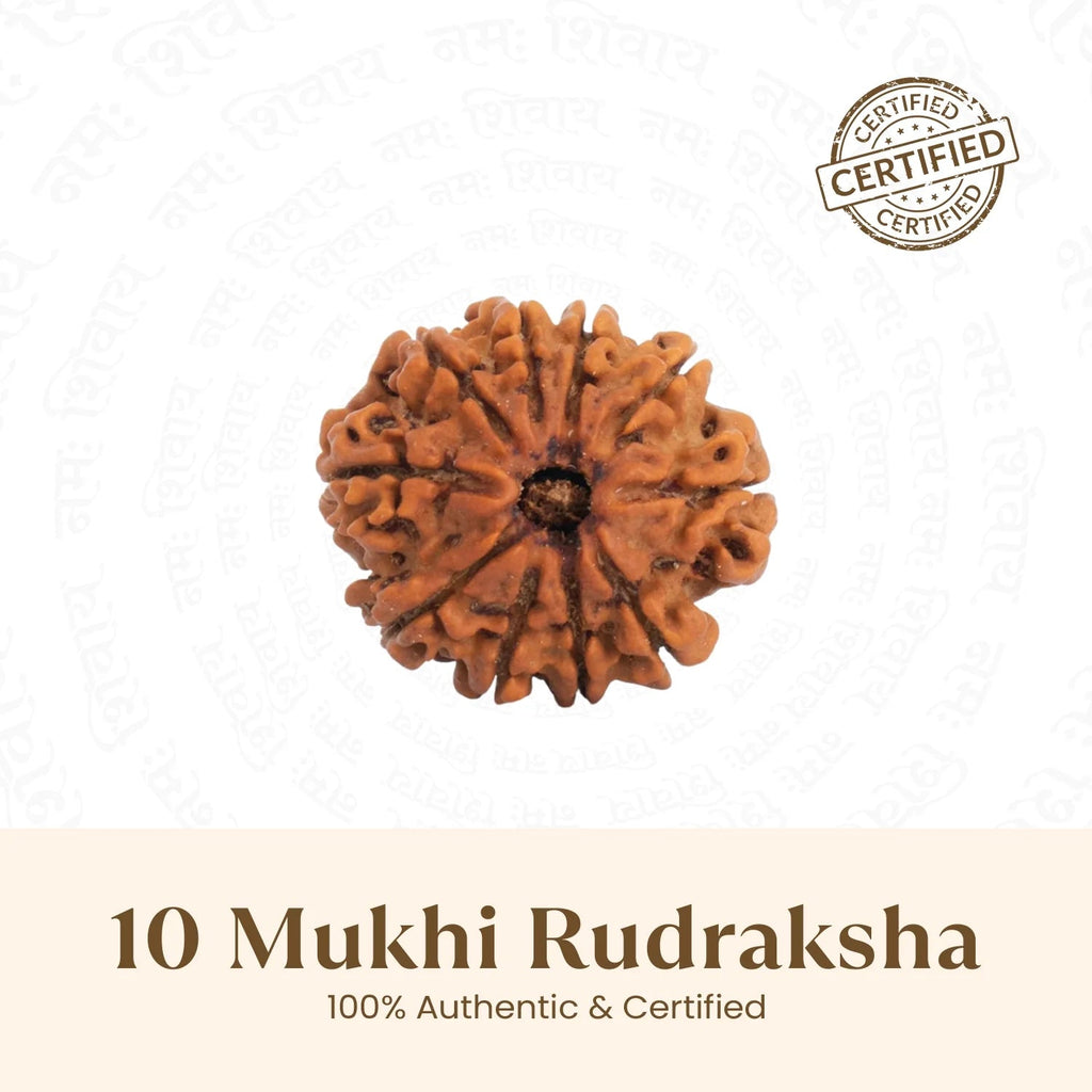 VASTUKOSHA 10 Mukhi Rudraksha bead from Nepal with ten natural faces, symbolising protection and spiritual strength.