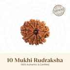 VASTUKOSHA 10 Mukhi Rudraksha bead from Nepal with ten natural faces, symbolising protection and spiritual strength.