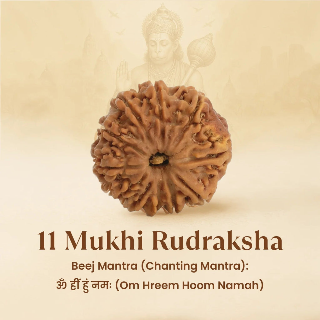 VASTUKOSHA 11 Mukhi Nepal origin Rudraksha bead with natural deep ridges for spiritual meditation and prayer.