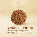 VASTUKOSHA 11 Mukhi Nepal origin Rudraksha bead with natural deep ridges for spiritual meditation and prayer.