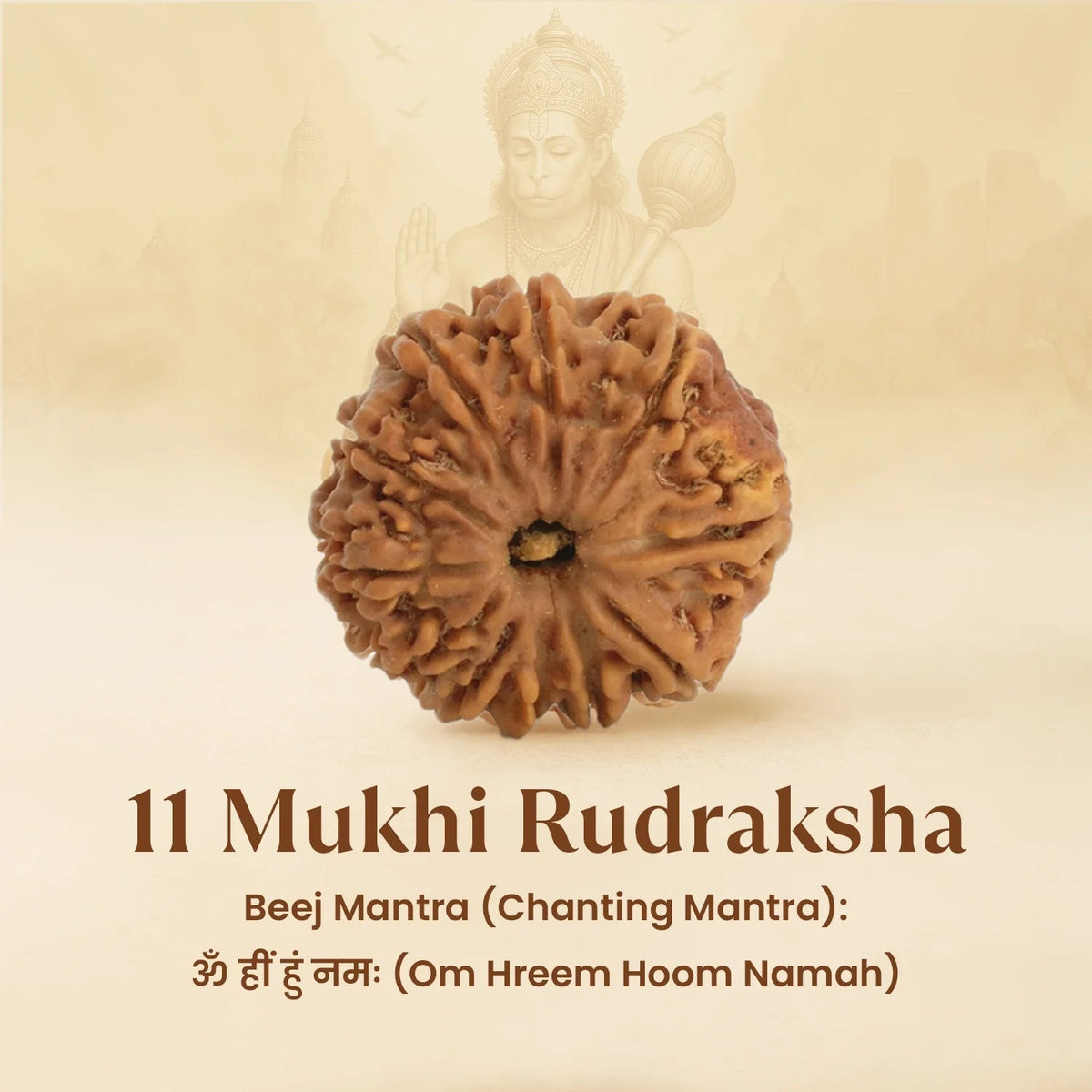 VASTUKOSHA 11 Mukhi Nepal origin Rudraksha bead with natural deep ridges for spiritual meditation and prayer.