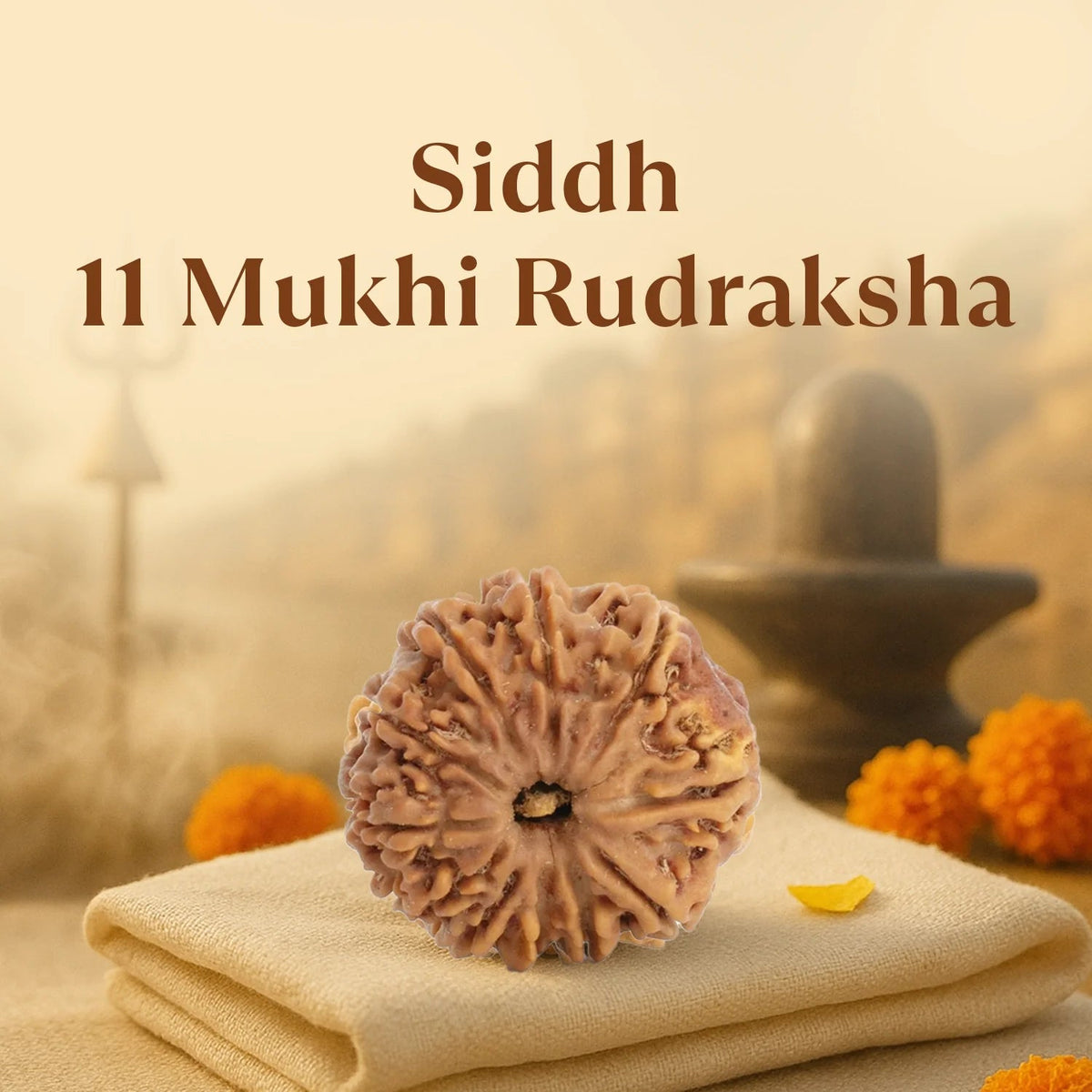 VASTUKOSHA 11 Mukhi Nepal origin Rudraksha bead with natural texture, resting on a cloth for spiritual practice.