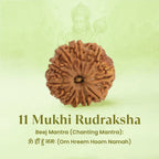 VASTUKOSHA 11 Mukhi Nepal origin Rudraksha bead with deep natural ridges, presented for meditation and spiritual practice.