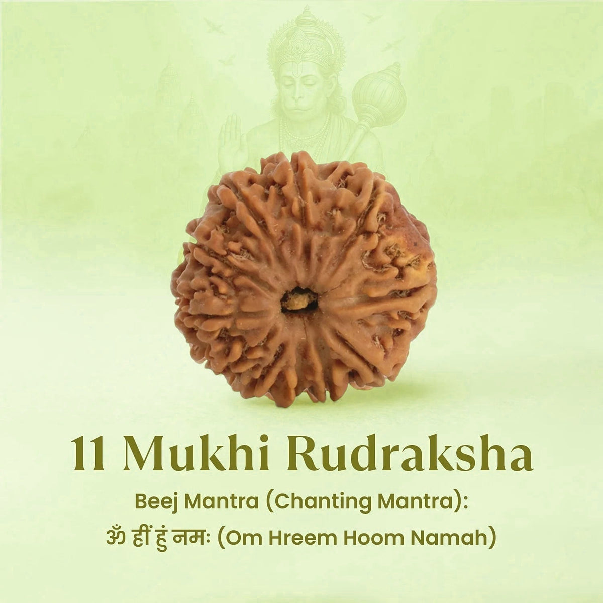 VASTUKOSHA 11 Mukhi Nepal origin Rudraksha bead with deep natural ridges, presented for meditation and spiritual practice.