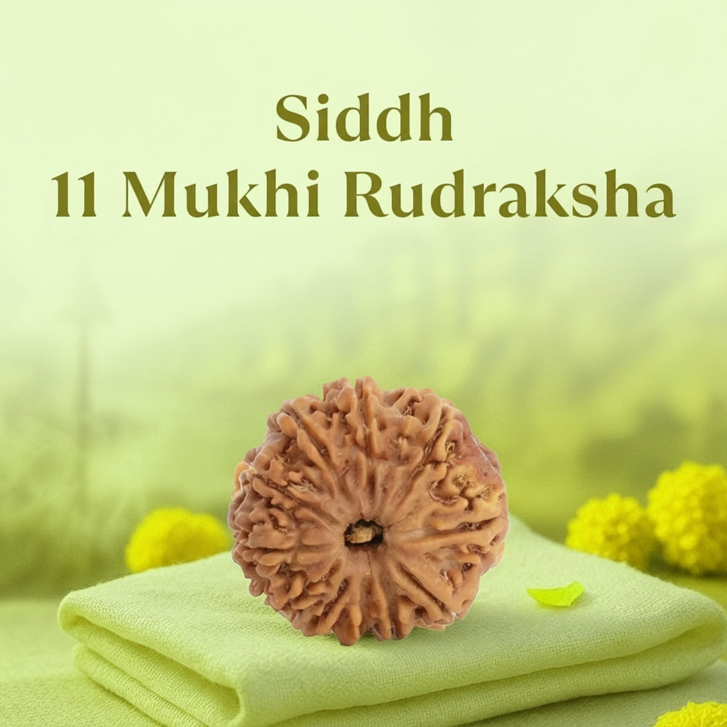 VASTUKOSHA Siddh 11 Mukhi Nepal Rudraksha bead on a soft green cloth for meditation and spiritual practice.