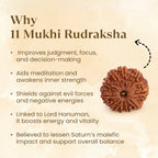 VASTUKOSHA 11 Mukhi Rudraksha bead from Nepal with natural deep brown texture and eleven distinct faces