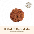 VASTUKOSHA 11 Mukhi Nepal origin Rudraksha bead with natural deep brown texture and eleven distinct faces