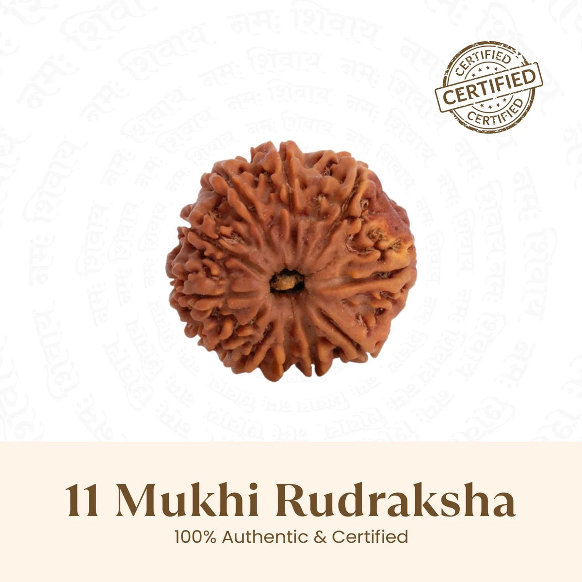 VASTUKOSHA 11 Mukhi Nepal origin Rudraksha bead with natural deep brown texture and eleven distinct faces