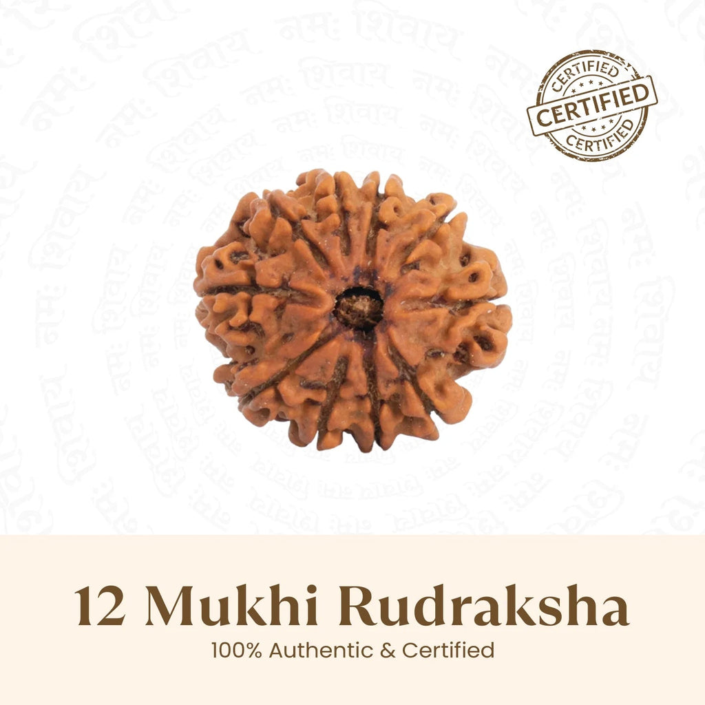 VASTUKOSHA 12 Mukhi Rudraksha bead from Nepal with twelve natural lines, certified authentic for spiritual energy.