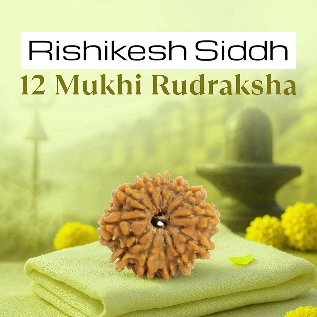 VASTUKOSHA 12 Mukhi Nepal origin Rudraksha bead with natural textured surface resting on a soft green cloth