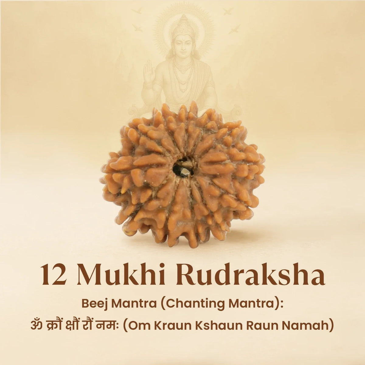 VASTUKOSHA 12 Mukhi Nepal origin Rudraksha bead with natural brown texture and deep ridges for spiritual practice
