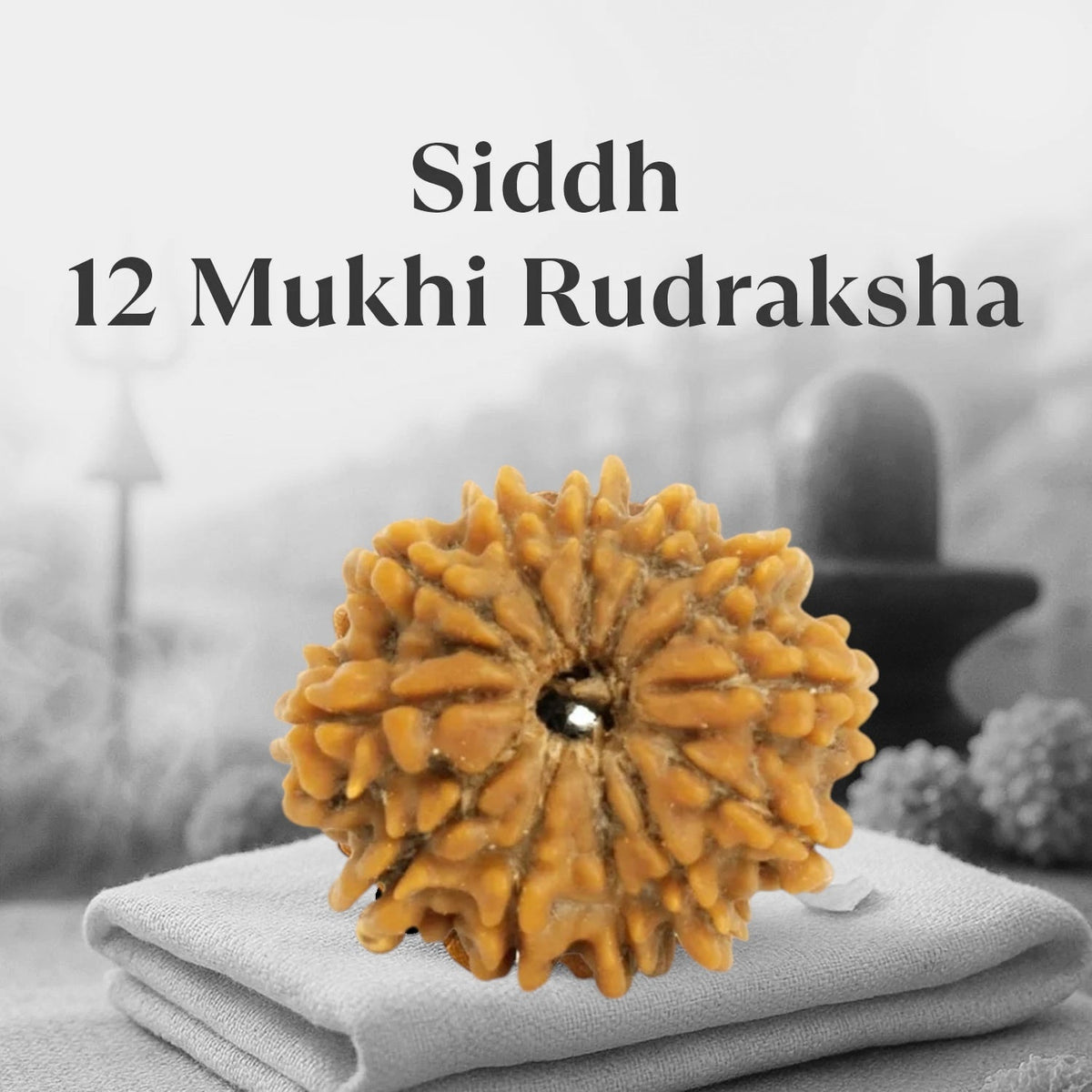 VASTUKOSHA 12 Mukhi Nepal origin Rudraksha bead with natural textured surface for spiritual meditation and prayer
