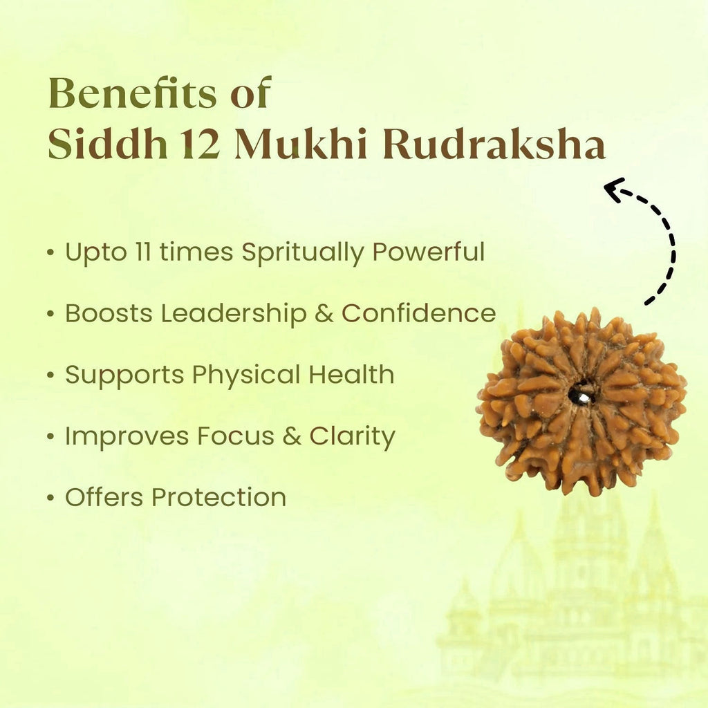 VASTUKOSHA 12 Mukhi Nepal origin Rudraksha bead with spiritual benefits listed on a light green background