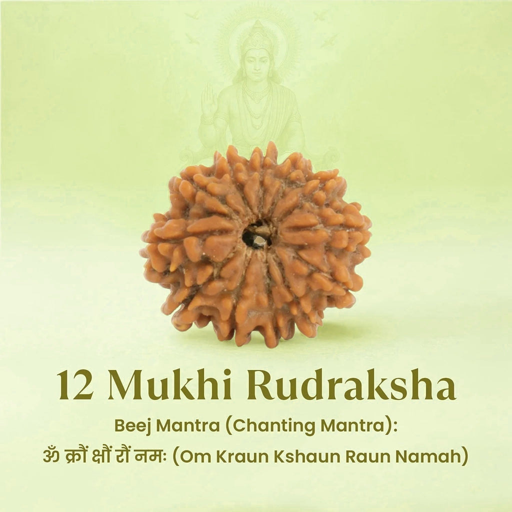 VASTUKOSHA 12 Mukhi Nepal origin Rudraksha bead with natural textured surface, displayed with its sacred Beej Mantra.