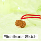 VASTUKOSHA 12 Mukhi Nepal origin Rudraksha bead on a red thread for spiritual practice and meditation