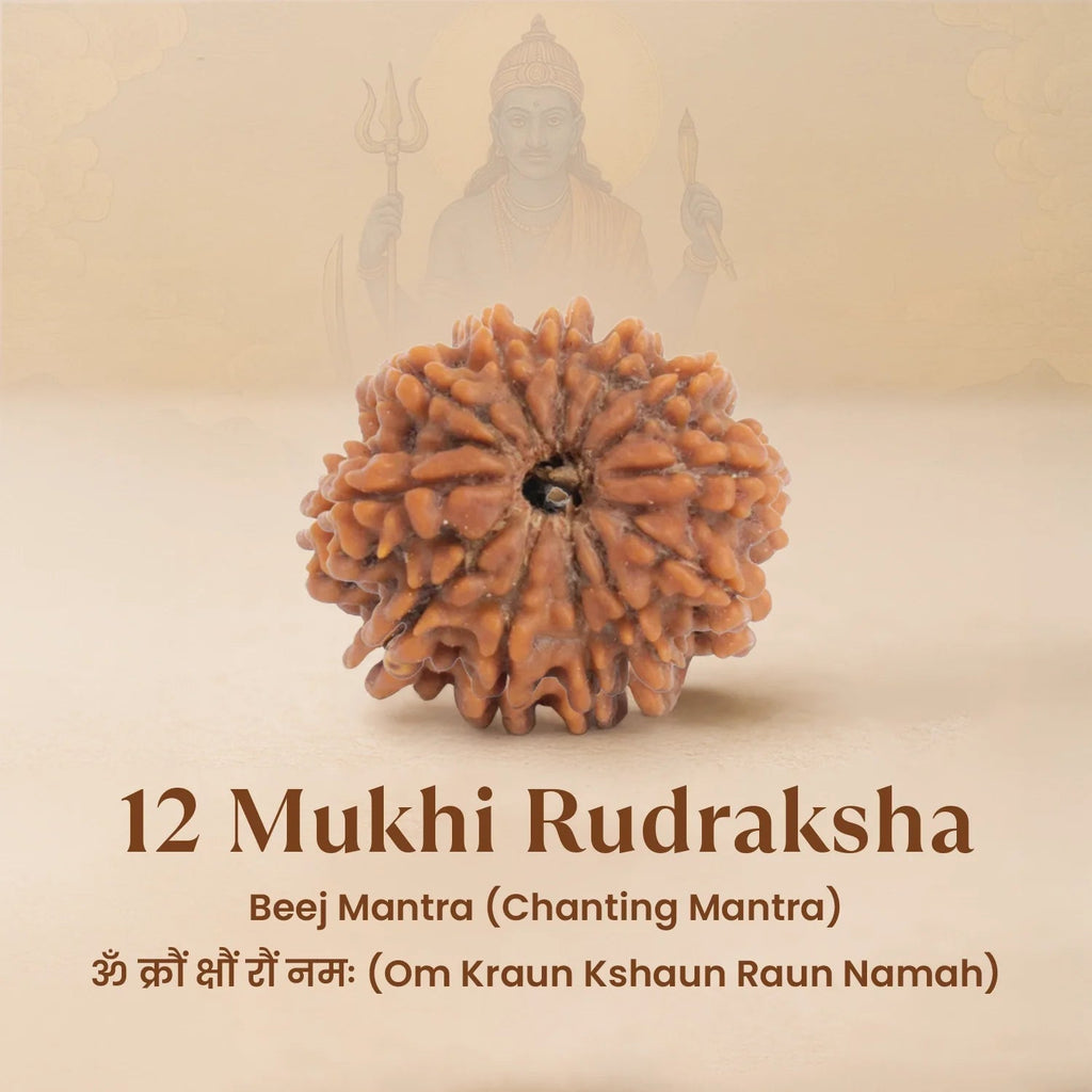 VASTUKOSHA 12 Mukhi Rudraksha bead from Nepal with twelve natural lines, symbolizing vitality and leadership