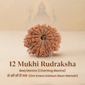VASTUKOSHA 12 Mukhi Rudraksha bead from Nepal with twelve natural lines, symbolizing vitality and leadership
