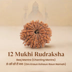VASTUKOSHA 12 Mukhi Rudraksha bead from Nepal with twelve natural lines, symbolizing vitality and leadership