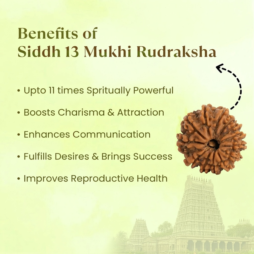 VASTUKOSHA 13 Mukhi Nepal Rudraksha bead featuring natural deep ridges and brown texture for spiritual practice